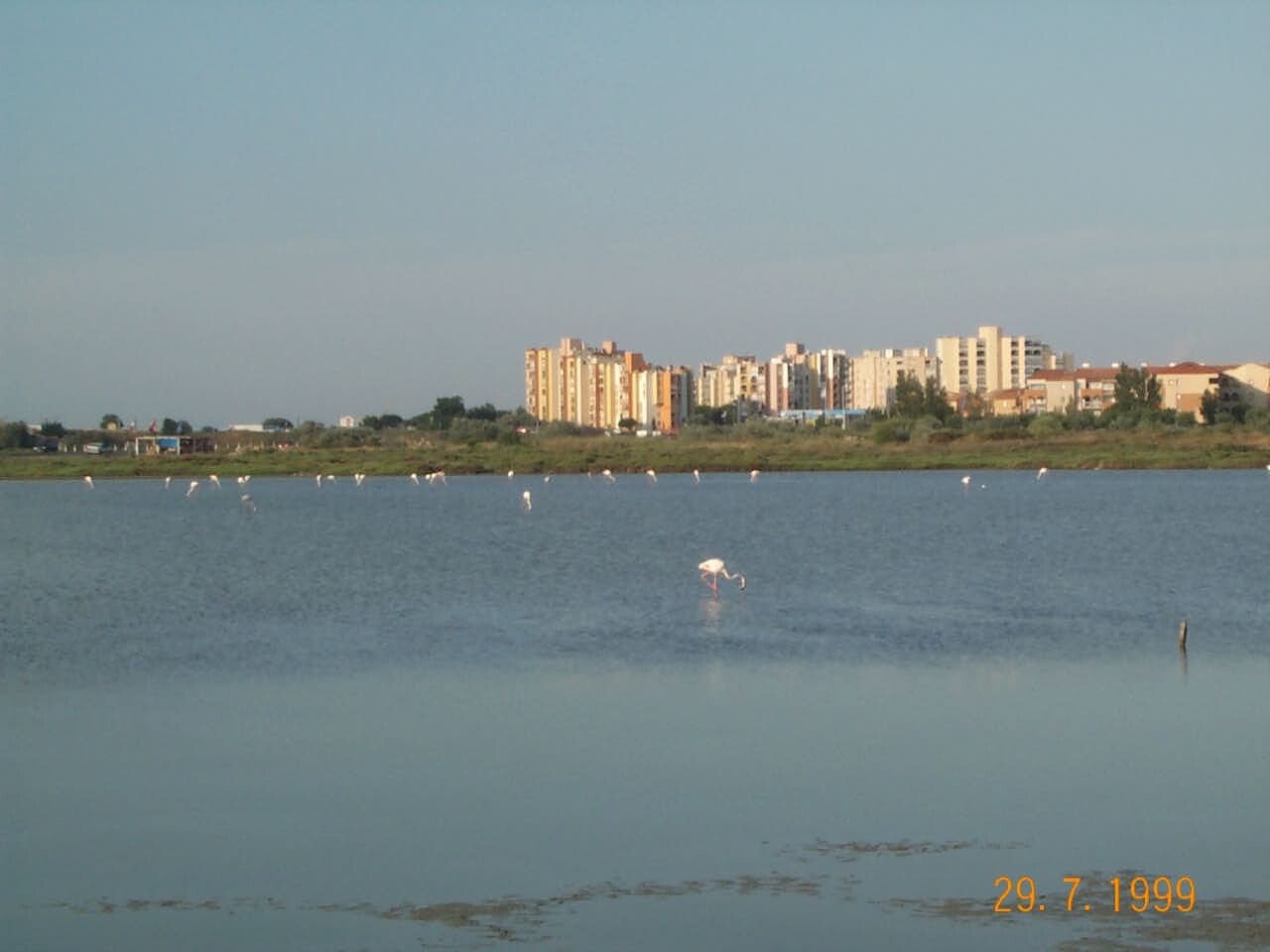View over the lake with the flamingo